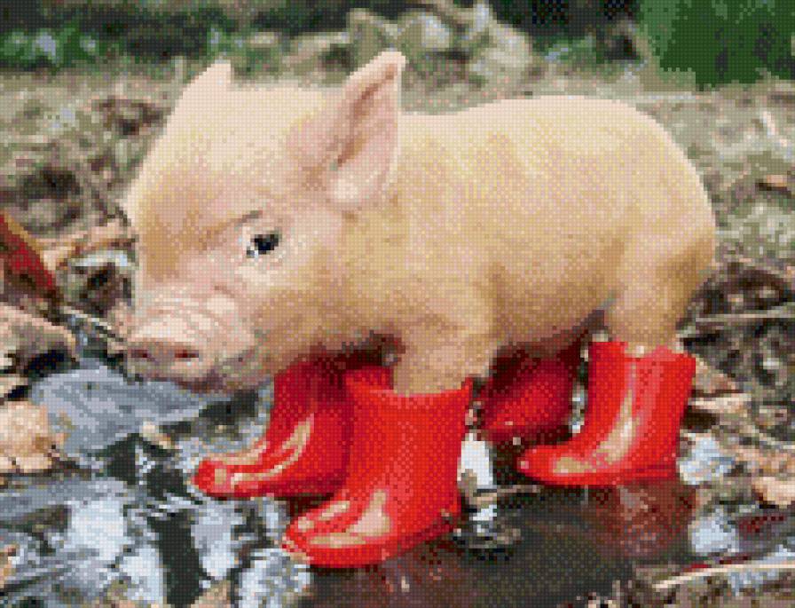 Поросенок - обувь, лужи, осень, животные - предпросмотр