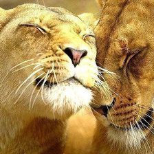 Схема вышивки «львы»