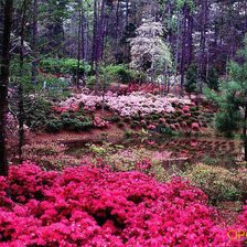 малиновый рай