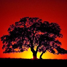 Схема вышивки «саванна»