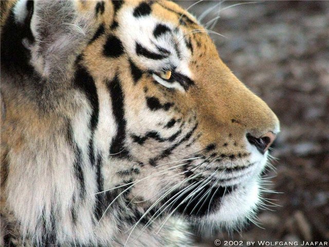 царь - тигры, животные - оригинал