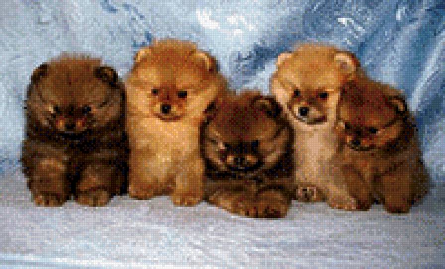 дружная компания - животные, щенки - предпросмотр