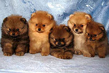 Схема вышивки «дружная компания»