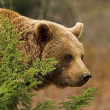 Схема вышивки «Медведь»