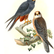 Схема вышивки «Пара соколов»