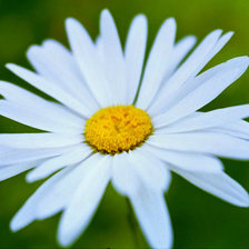 Схема вышивки «Ромашка»