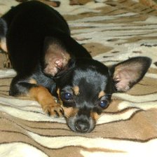 Схема вышивки «той терьер Джесси»