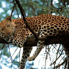 Схема вышивки «леопард»