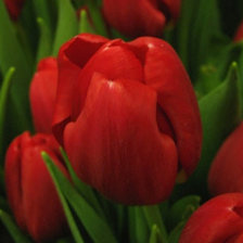 Схема вышивки «тюльпаны»