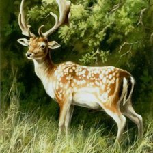 лесной олень