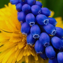 Схема вышивки «цветы»