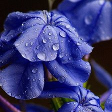 Схема вышивки «флоксы»