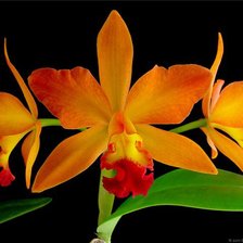 Схема вышивки «орхидея»