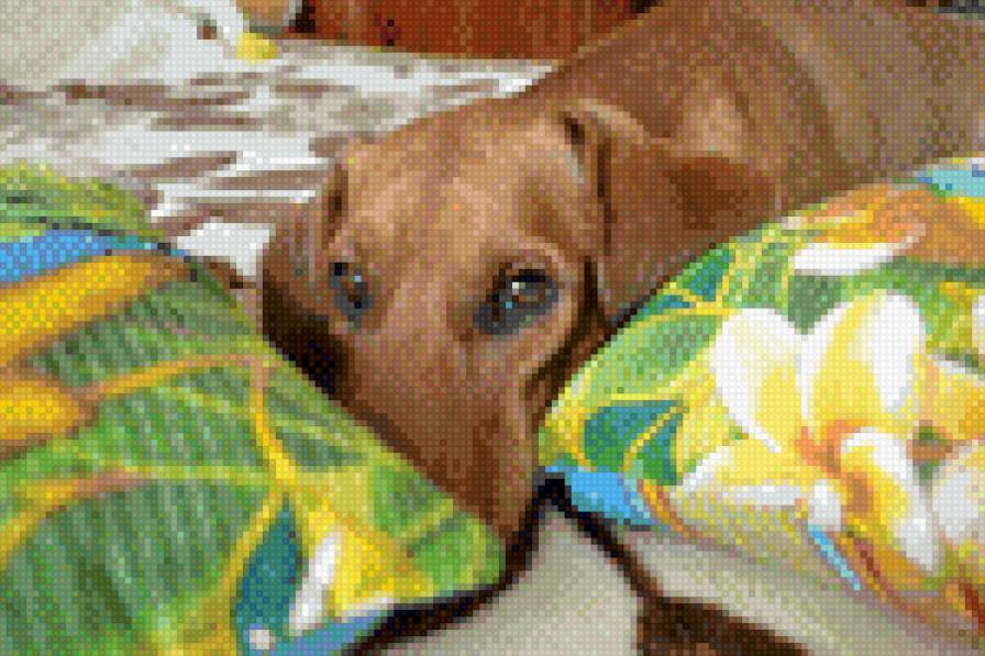 Такса - предпросмотр