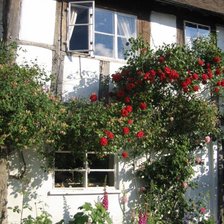 Схема вышивки «Розы»