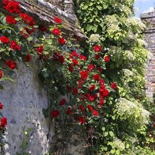 Схема вышивки «Розы»