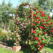 Схема вышивки «Розы»