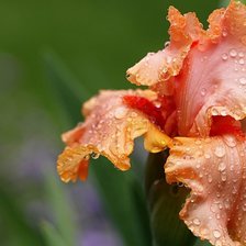 Схема вышивки «Ирис»