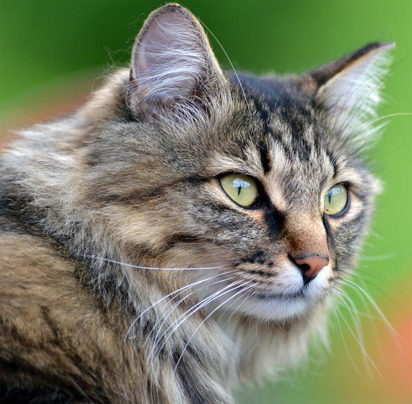 киса - кошка, киса - оригинал