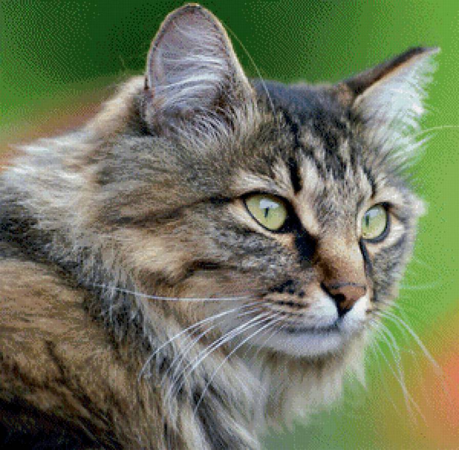 киса - киса, кошка - предпросмотр