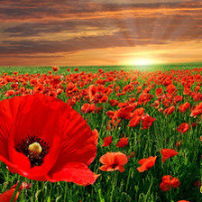 Схема вышивки «Маки на закате»