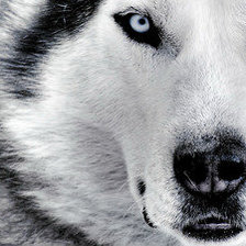 Схема вышивки «Волк»