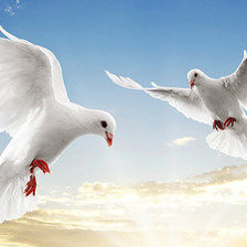 Схема вышивки «№554146»