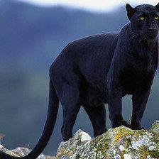 Схема вышивки «Пума»