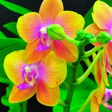 Схема вышивки «орхидея»