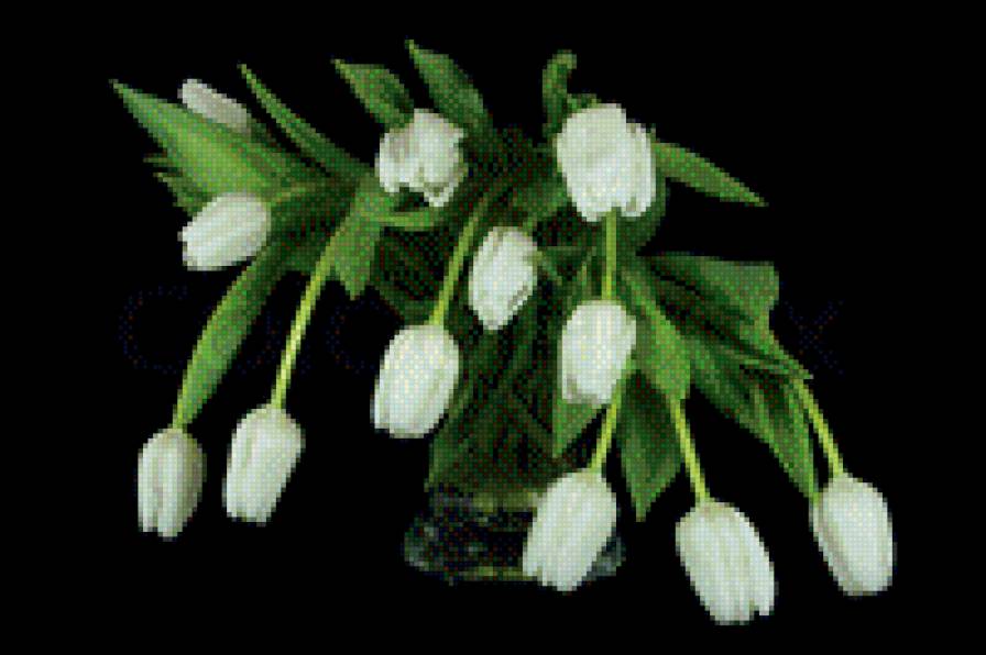 белые тюльпаны - цветы - предпросмотр