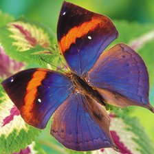 Схема вышивки «бабочка»