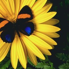 Схема вышивки «сочетание»