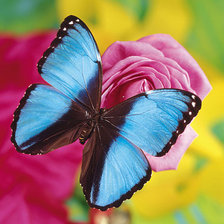 Схема вышивки «на розе»