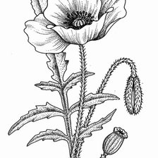 Схема вышивки «мак на черном фоне»