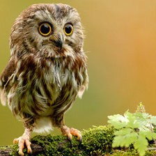 Схема вышивки «совенок»