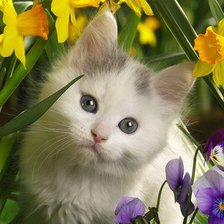 Схема вышивки «дух цветов»