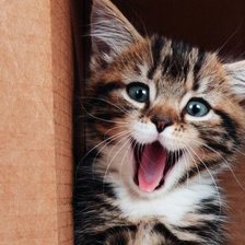 Схема вышивки «Я тебя съем»