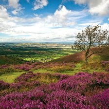 Схема вышивки «пейзаж с цветами»