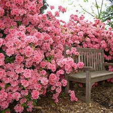 пейзаж с цветами