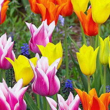 Схема вышивки «№554781»