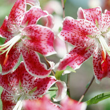 Схема вышивки «Лилия»