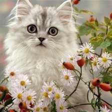 Схема вышивки «№554785»