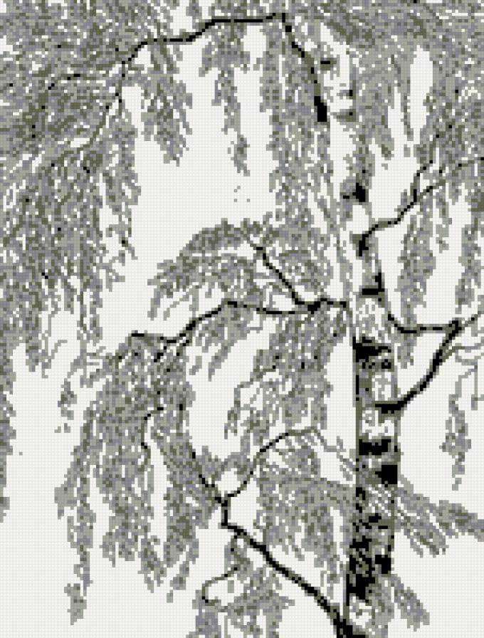 береза - береза, дерево - предпросмотр