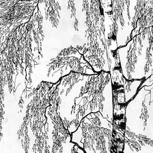 Схема вышивки «береза»