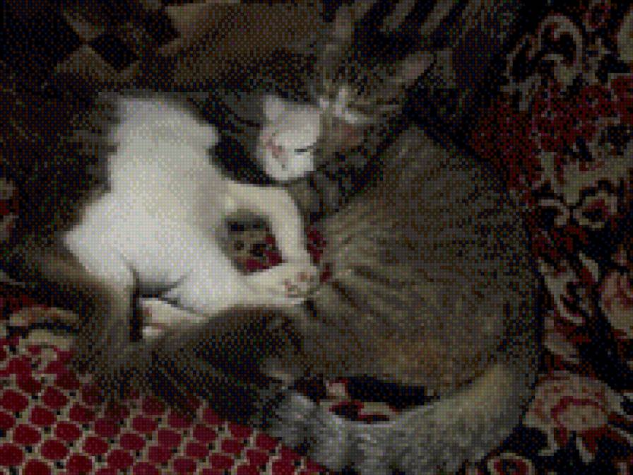 Сони - кошки, животные, кот - предпросмотр