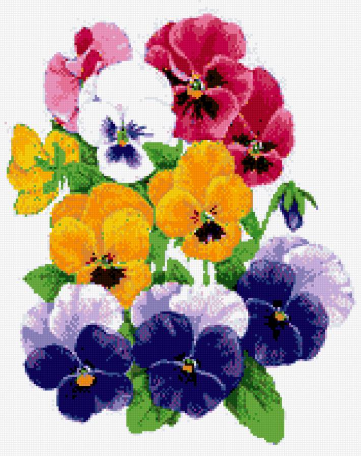 анютины глазки - предпросмотр