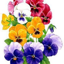 Схема вышивки «анютины глазки»