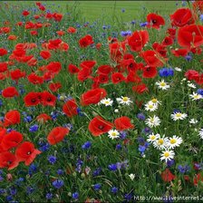 Схема вышивки «маки»