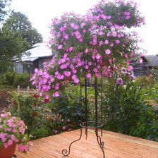 Схема вышивки «цветы у дома»