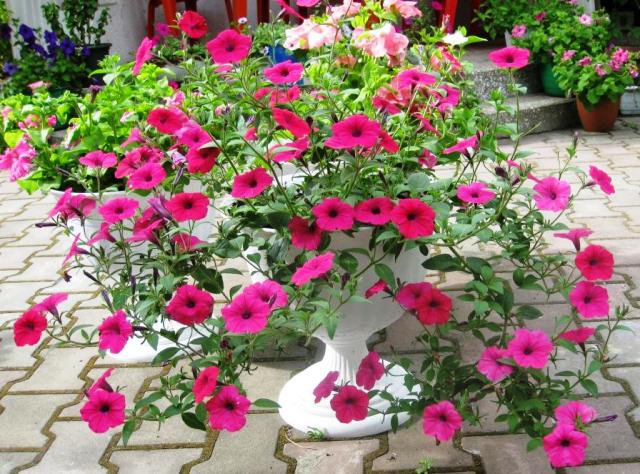 цветы у дома - цветы.дом.ваза - оригинал